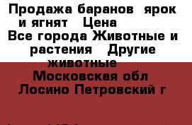 Продажа баранов, ярок и ягнят › Цена ­ 3 500 - Все города Животные и растения » Другие животные   . Московская обл.,Лосино-Петровский г.